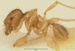 Pheidole amplificata Viehmeyer 1914 resmi