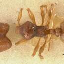 Image of Pheidole trapezoidea Viehmeyer 1914