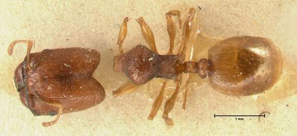 Image of Pheidole trapezoidea Viehmeyer 1914