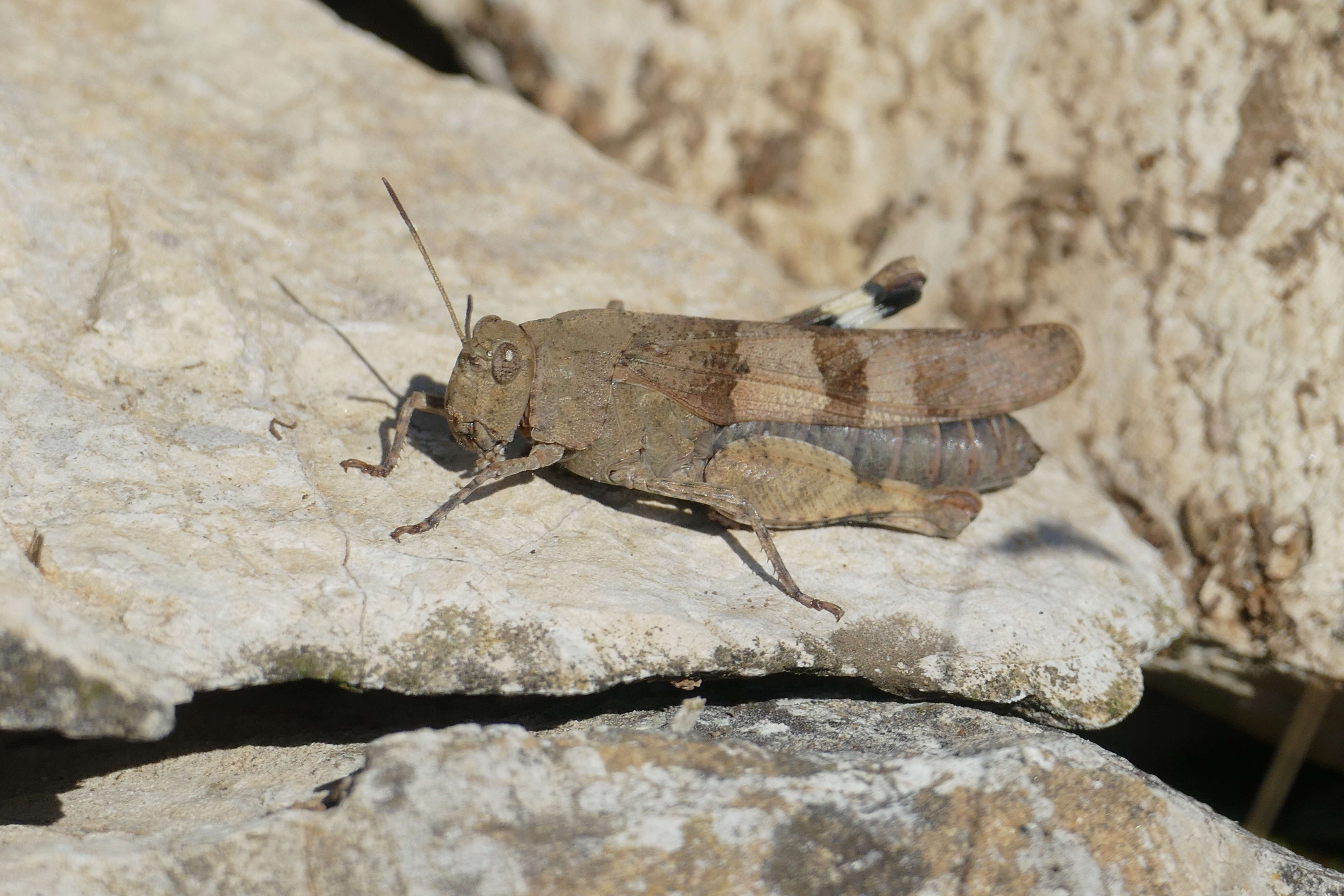 Image of blue-winged grasshopper