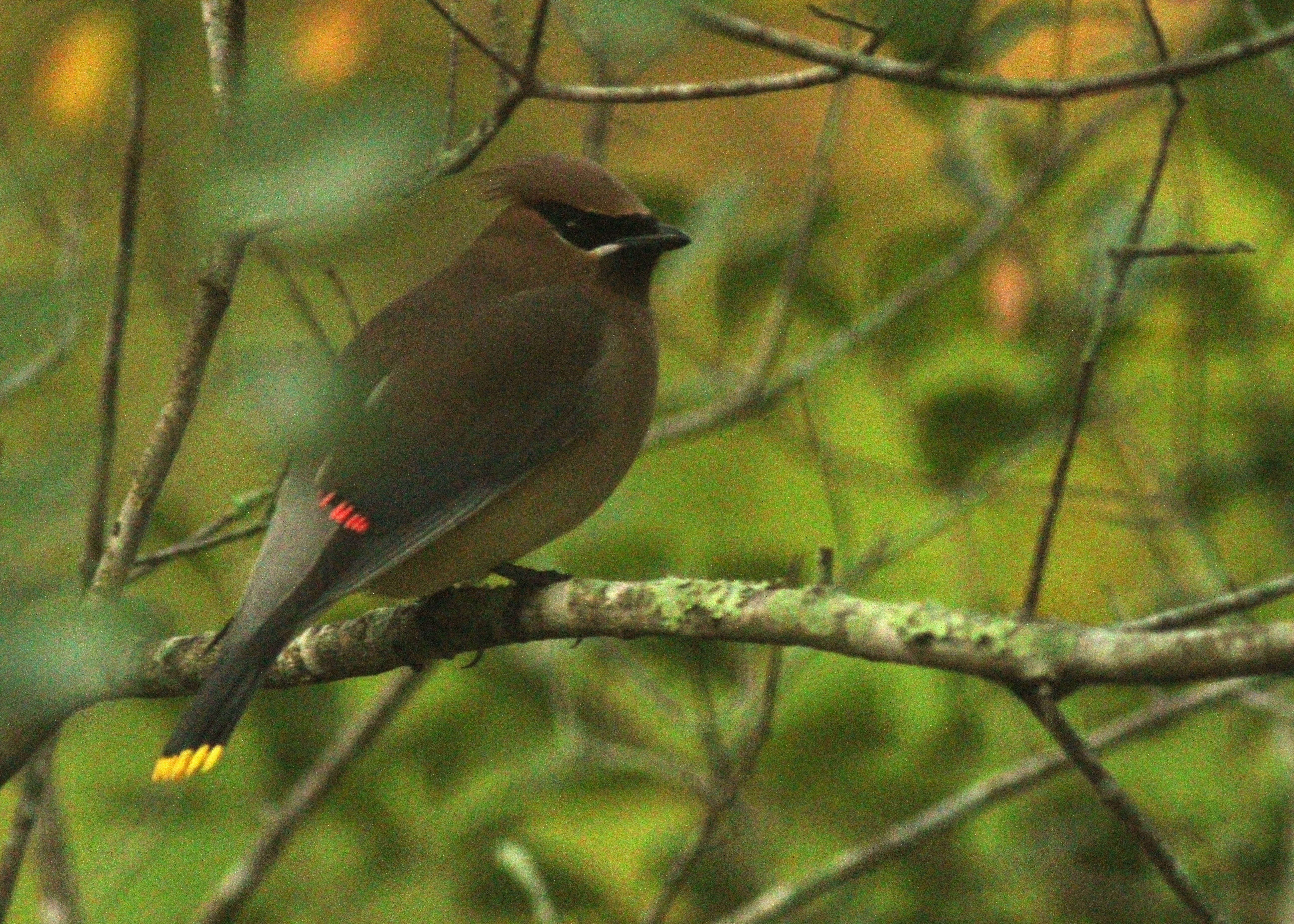 Image de Bombycilla Vieillot 1808