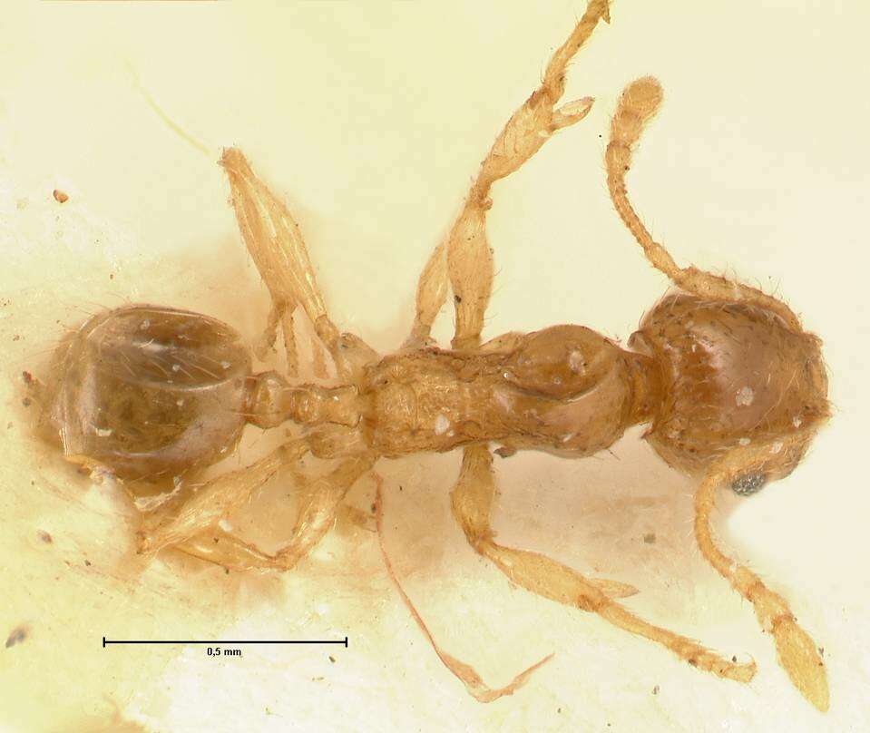 Pheidole amplificata Viehmeyer 1914 resmi