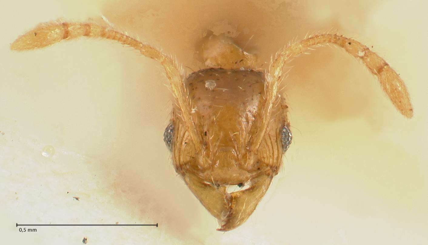 Pheidole amplificata Viehmeyer 1914 resmi