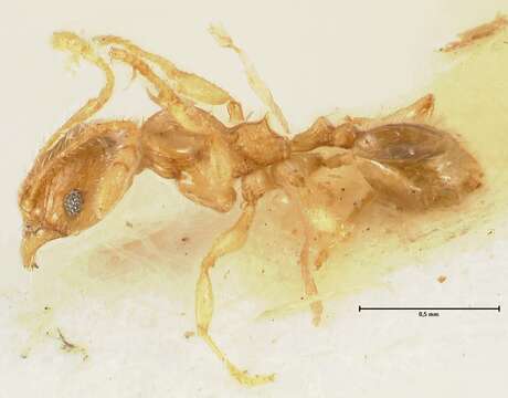 Image of Pheidole amplificata Viehmeyer 1914