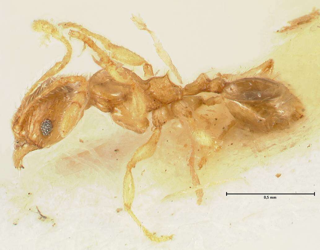 Pheidole amplificata Viehmeyer 1914 resmi