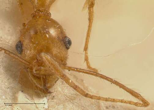 Image of Pheidole fiorii Emery 1890