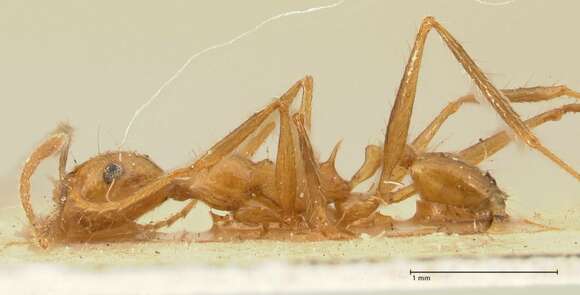 Image of Pheidole fiorii Emery 1890