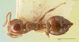 Image of Crematogaster ionia Forel 1911