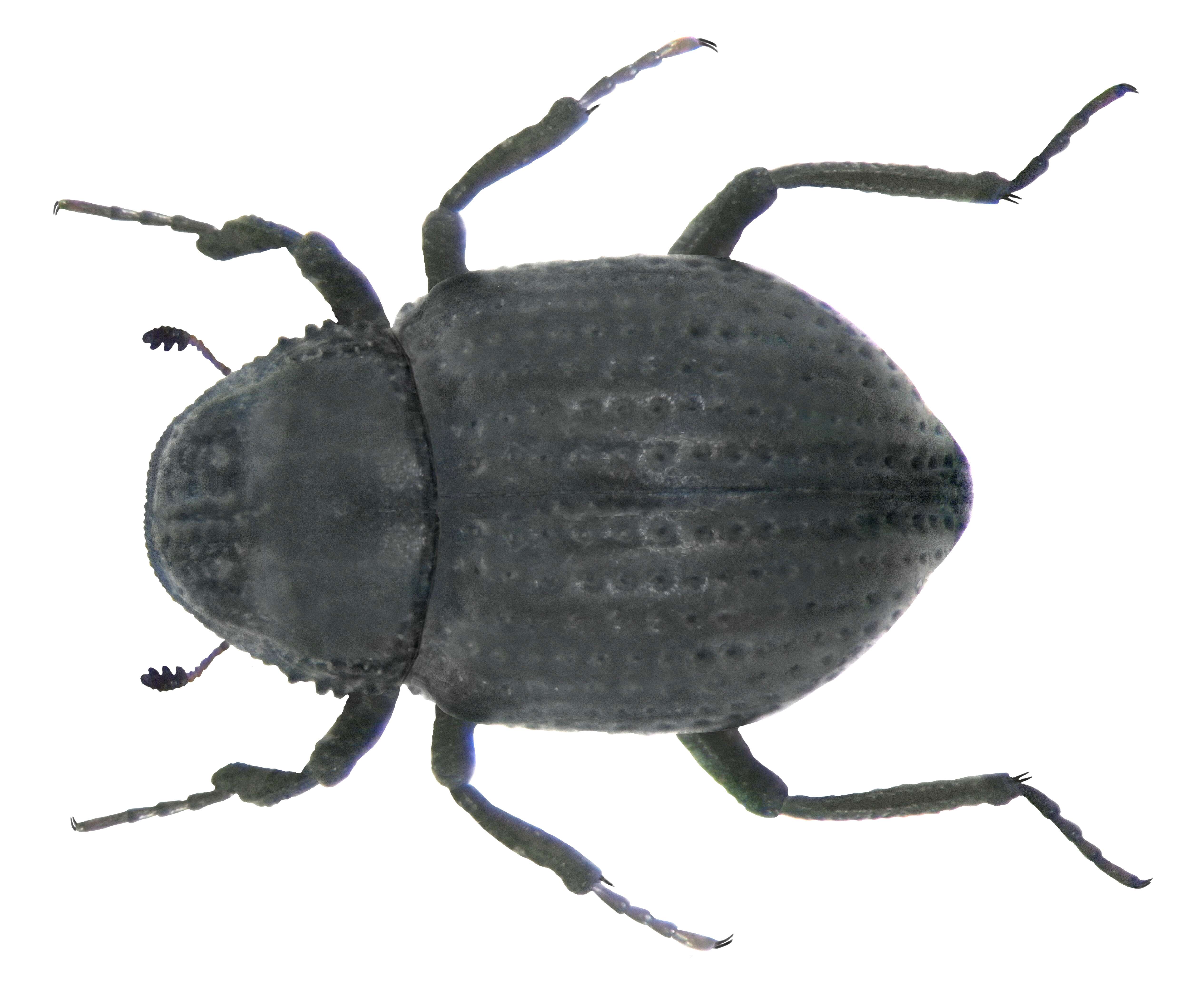 Image of Georissus (Georissus) crenulatus (Rossi & P. 1794)