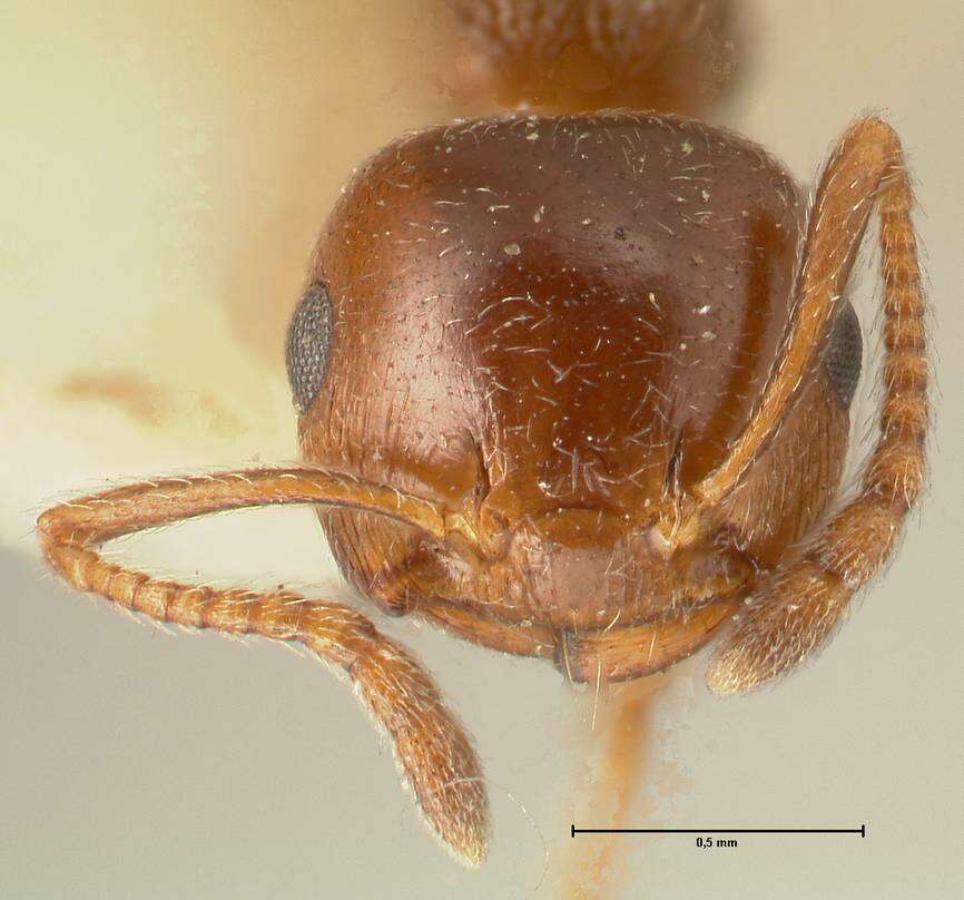 Image of Crematogaster ionia Forel 1911