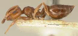 Image of Crematogaster ionia Forel 1911