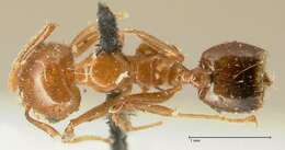 Image of Crematogaster ransonneti Mayr 1868