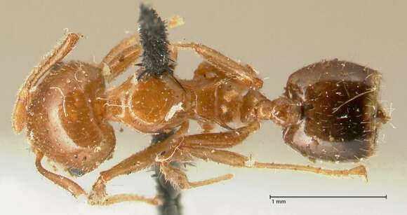 Crematogaster ransonneti Mayr 1868 resmi