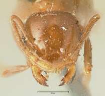 Image of Crematogaster ransonneti Mayr 1868