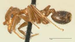 Image of Crematogaster ransonneti Mayr 1868