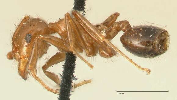 Crematogaster ransonneti Mayr 1868 resmi