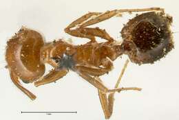 Image of Crematogaster ransonneti Mayr 1868