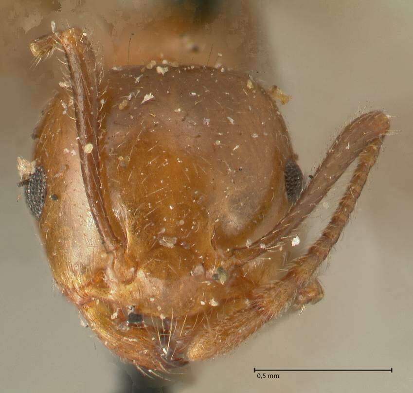 Image of Crematogaster ransonneti Mayr 1868