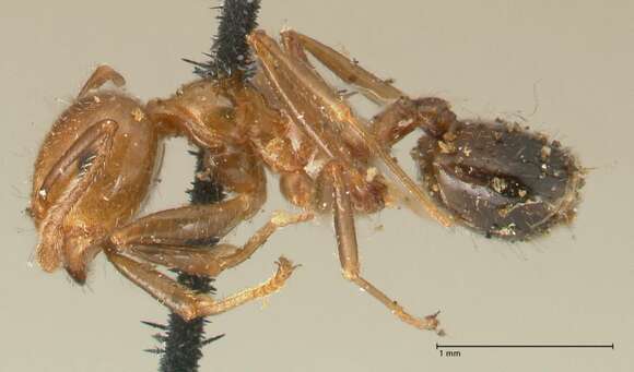 Crematogaster ransonneti Mayr 1868 resmi