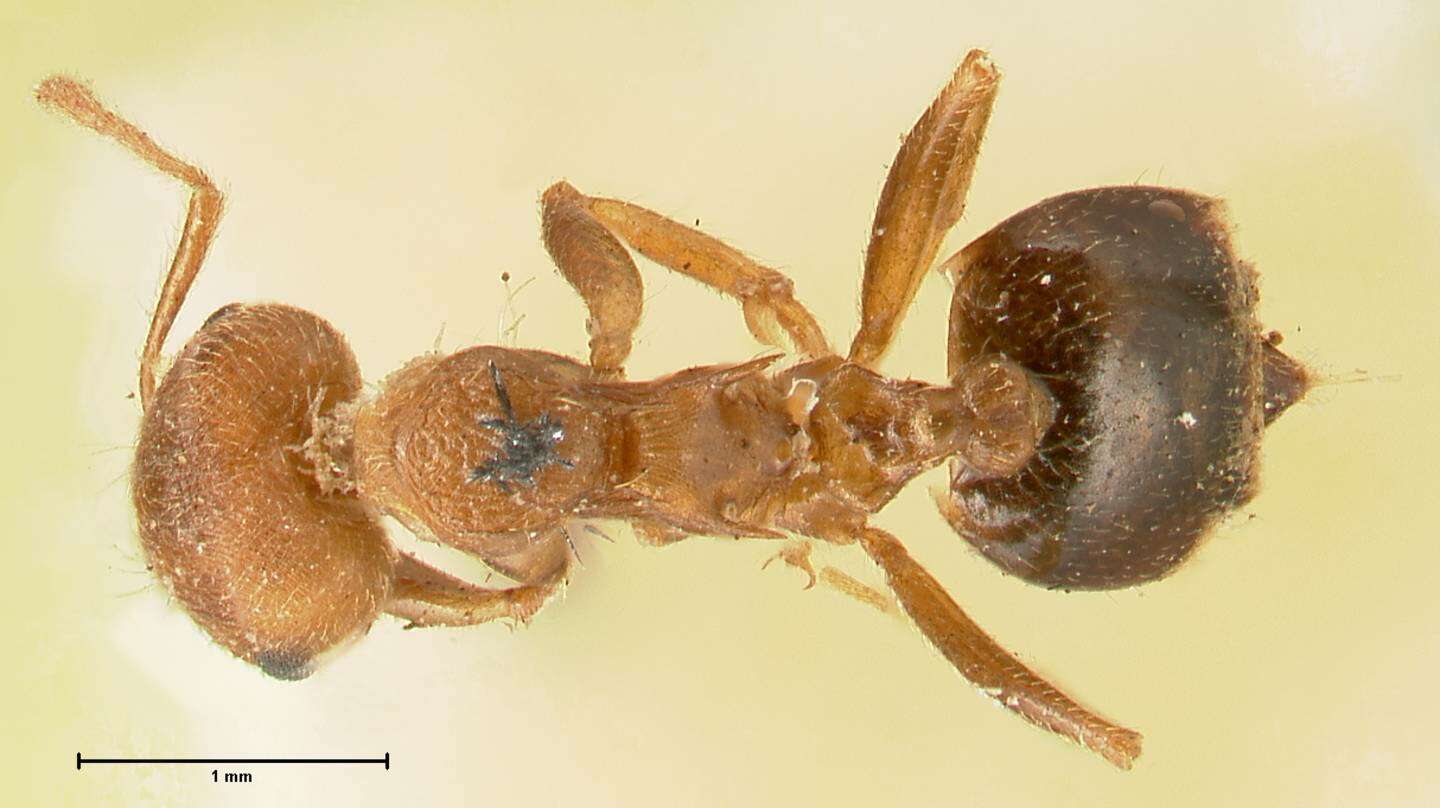 Image of Crematogaster rogenhoferi Mayr 1879