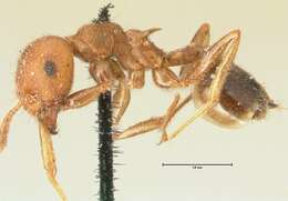 Image of Crematogaster rogenhoferi Mayr 1879