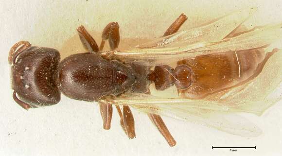 Image of Crematogaster nigriceps Emery 1897