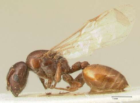 Image of Crematogaster nigriceps Emery 1897