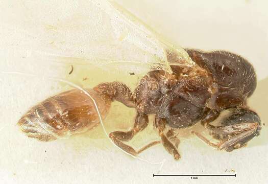 Image of Crematogaster nigriceps Emery 1897