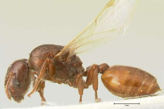 Image of Crematogaster nigriceps Emery 1897