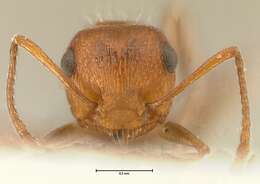 Image of Crematogaster schultzei Forel 1910