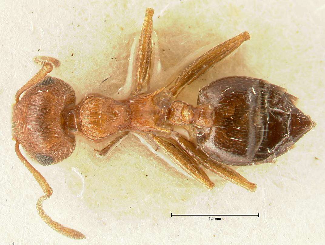 Image of Crematogaster schultzei Forel 1910