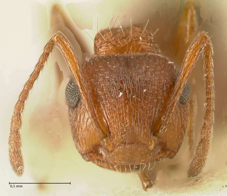 Image of Crematogaster schultzei Forel 1910