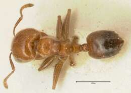 Image of Crematogaster pseudinermis Viehmeyer 1923