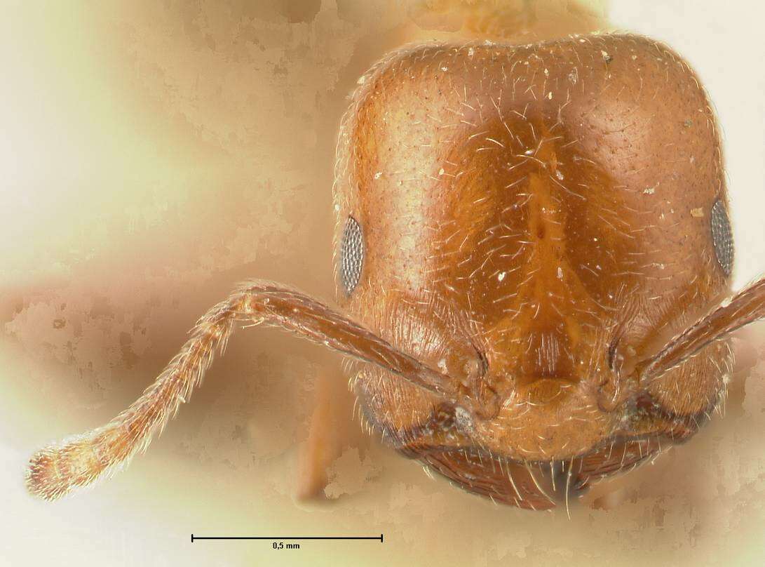 Image of Crematogaster pseudinermis Viehmeyer 1923