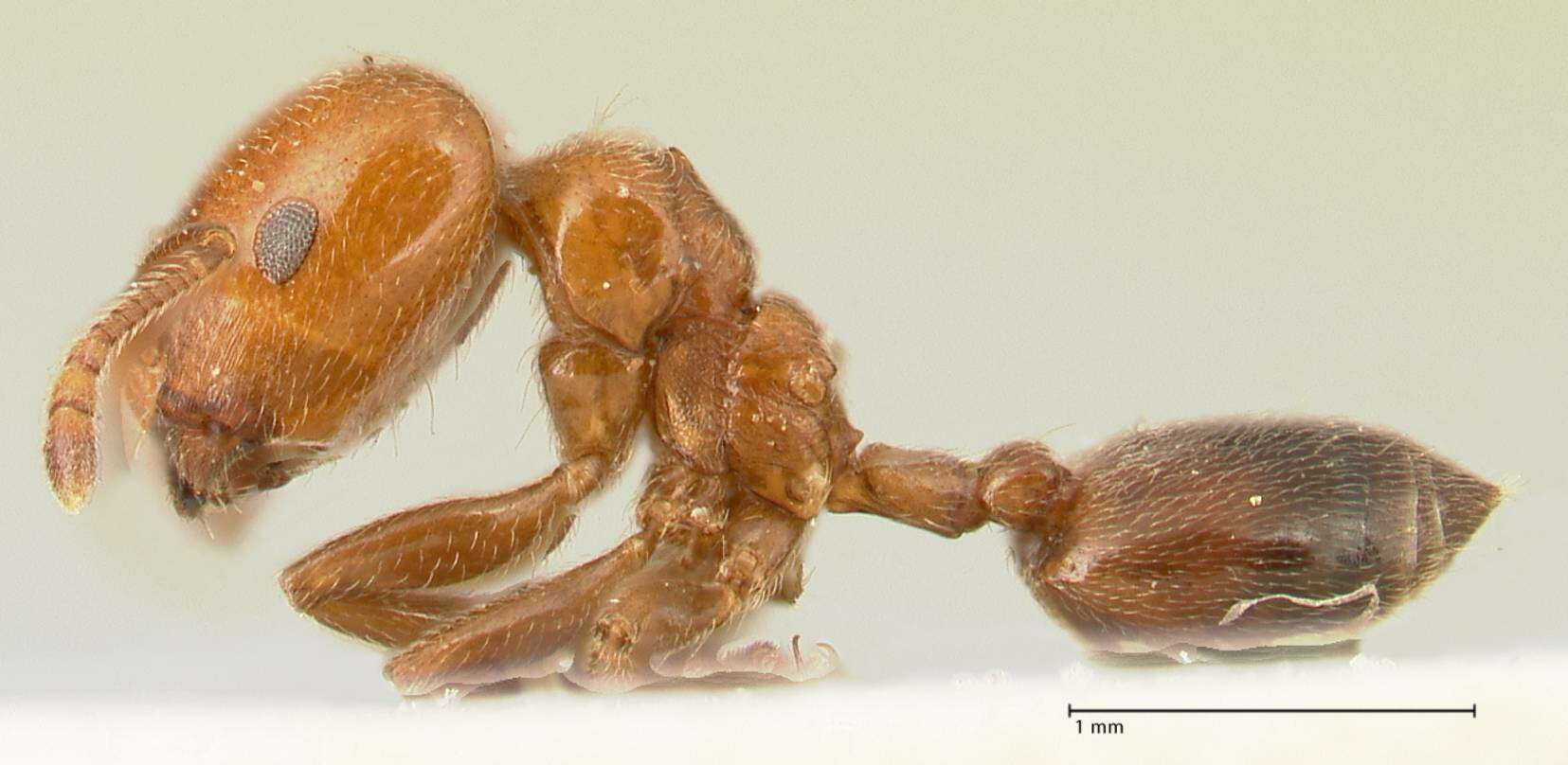 Image of Crematogaster pseudinermis Viehmeyer 1923