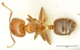 Image of Crematogaster pseudinermis Viehmeyer 1923