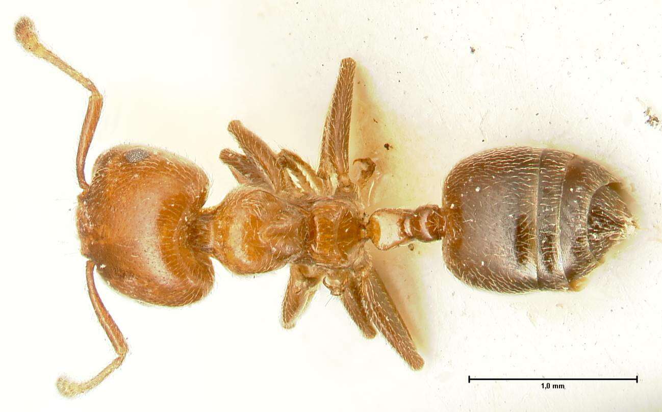 Image of Crematogaster pseudinermis Viehmeyer 1923