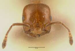 Image of Crematogaster pseudinermis Viehmeyer 1923