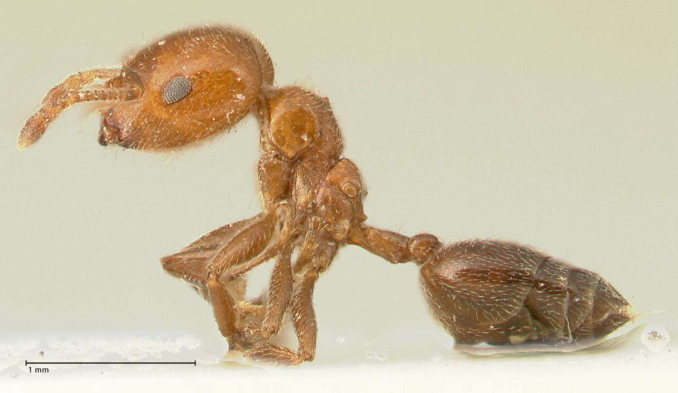 Image of Crematogaster pseudinermis Viehmeyer 1923