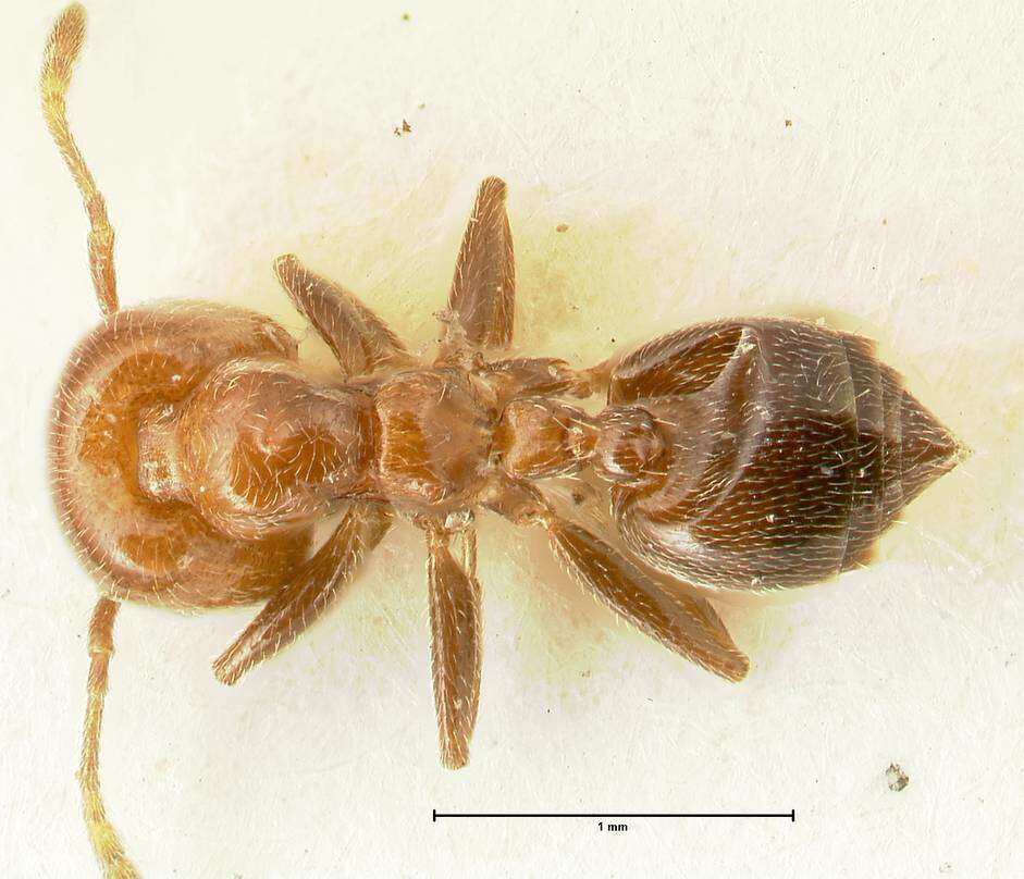 Image of Crematogaster pseudinermis Viehmeyer 1923