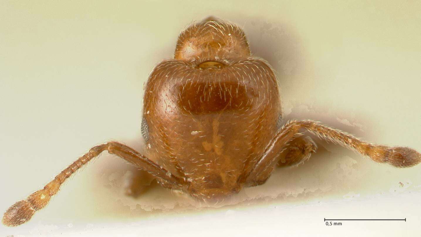 Image of Crematogaster pseudinermis Viehmeyer 1923