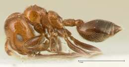 Image of Crematogaster pseudinermis Viehmeyer 1923