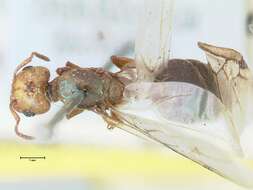 Image of Crematogaster cephalotes Smith 1857