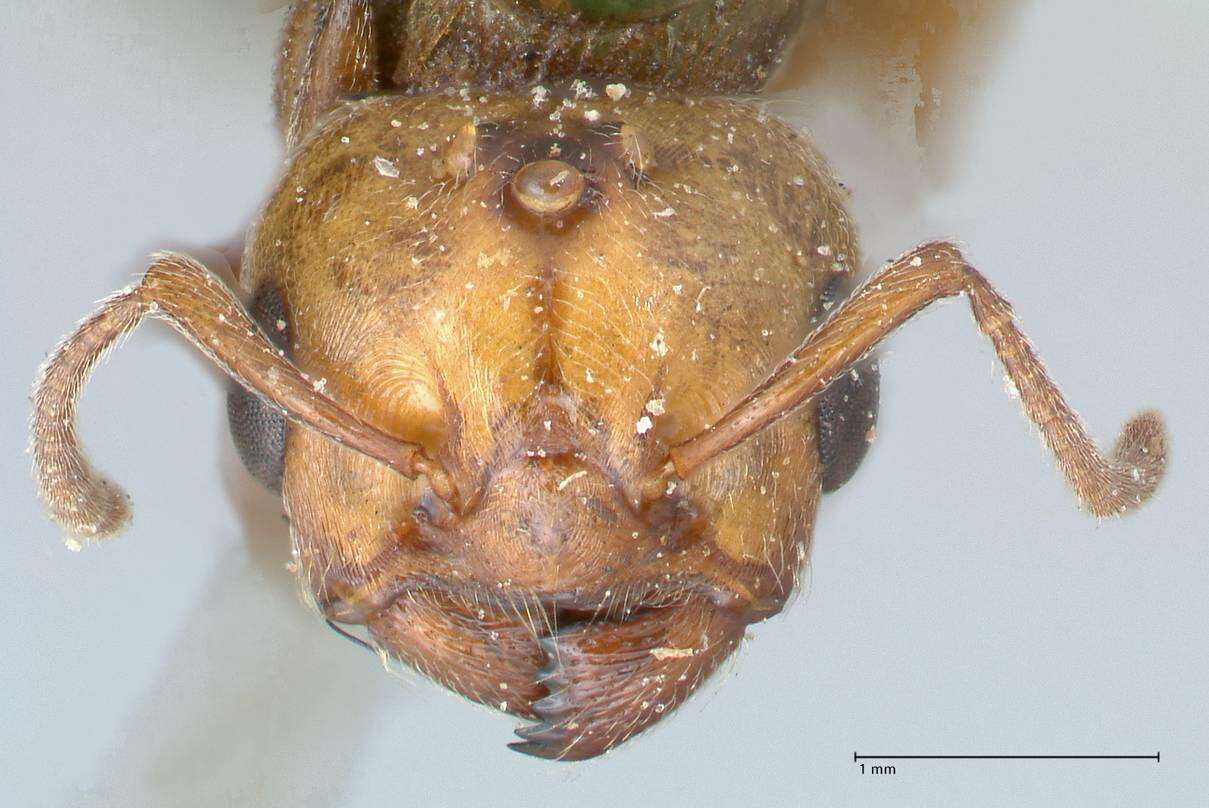 Image of Crematogaster cephalotes Smith 1857