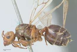 Image of Crematogaster cephalotes Smith 1857