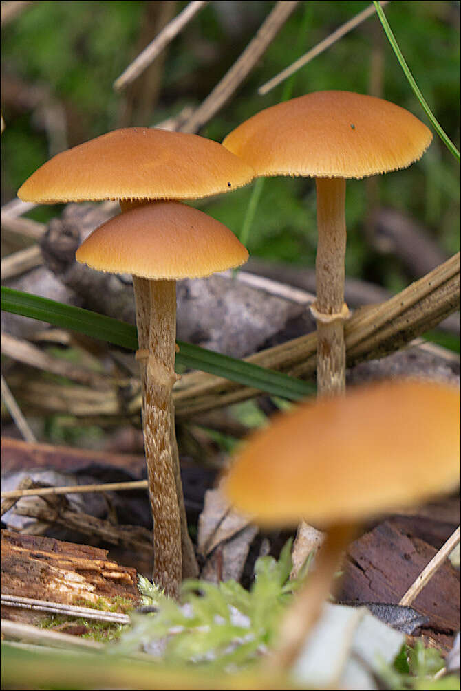 Image of Conocybe arrhenii (Fr.) Kits van Wav. 1970