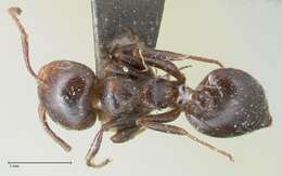 Image of Crematogaster cephalotes Smith 1857