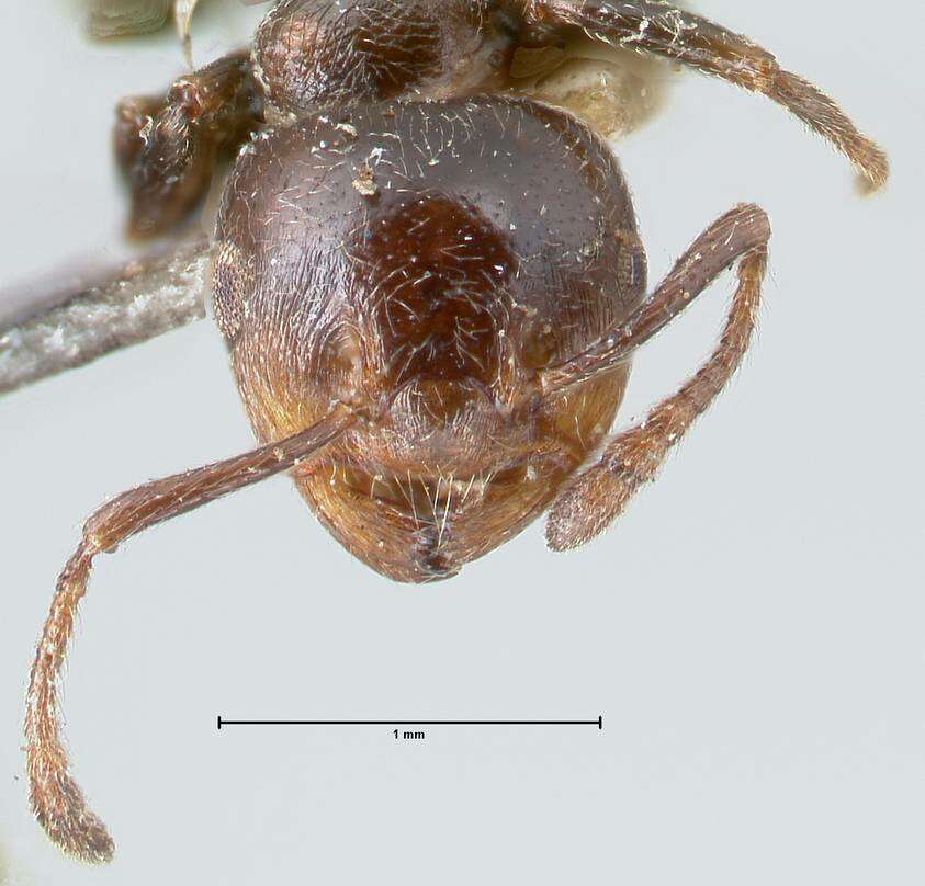 Image of Crematogaster cephalotes Smith 1857