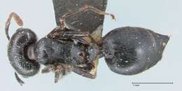 Image of Crematogaster cephalotes Smith 1857