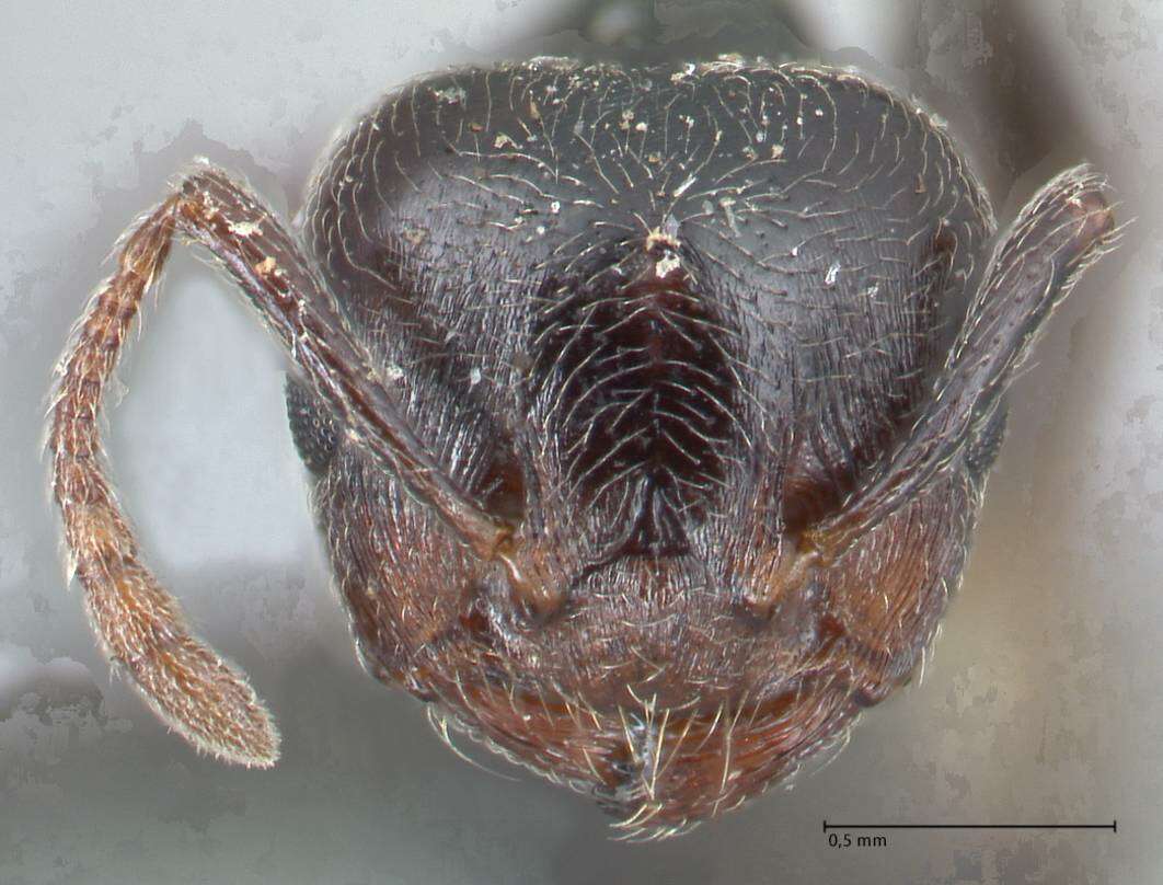 Image of Crematogaster cephalotes Smith 1857